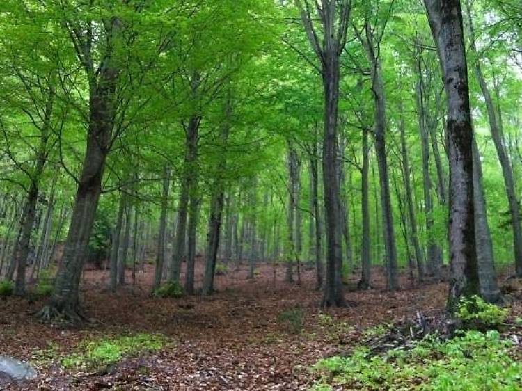 Portalcaching Árboles del Montseny