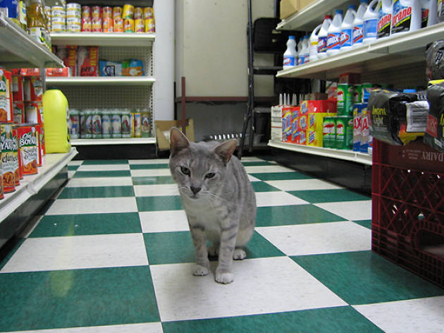 Check out these photos of New York's cutest bodega cats Check out these photos of New York's cutest bodega cats