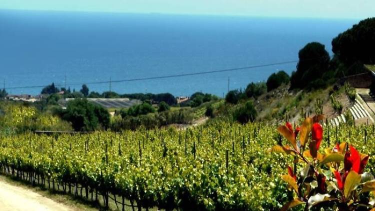 Alella, relax y enoturismo exclusivo