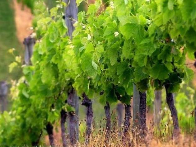 Vinos en ánforas y navegación por la Costa de Barcelona Vinos en ánforas y navegación por la Costa de Barcelona