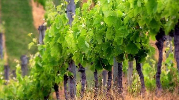 Vinos en ánforas y navegación por la Costa de Barcelona