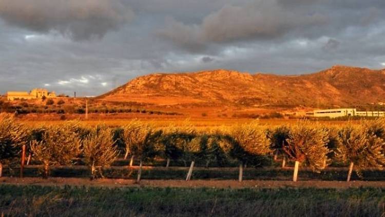 Vinos y aceites tocados por la tramontana