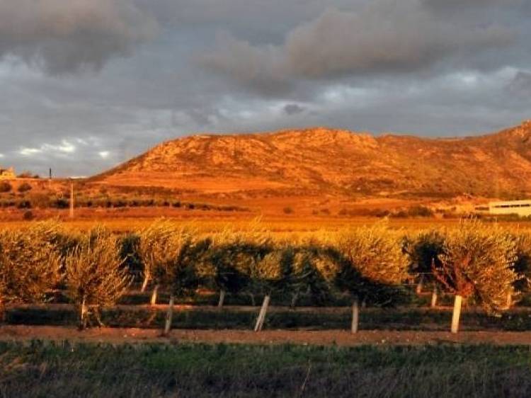 Vinos y aceites tocados por la tramontana