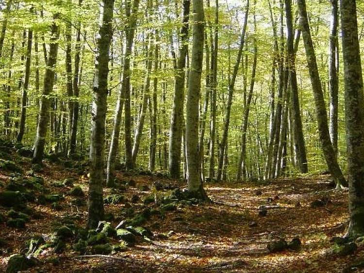 La Fageda d'en Jordà