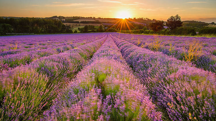 Mayfield Lavender Farm, 2015