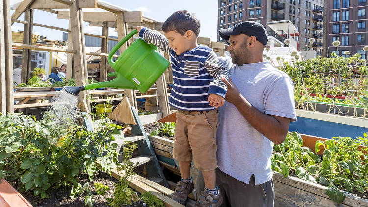 Skip Garden