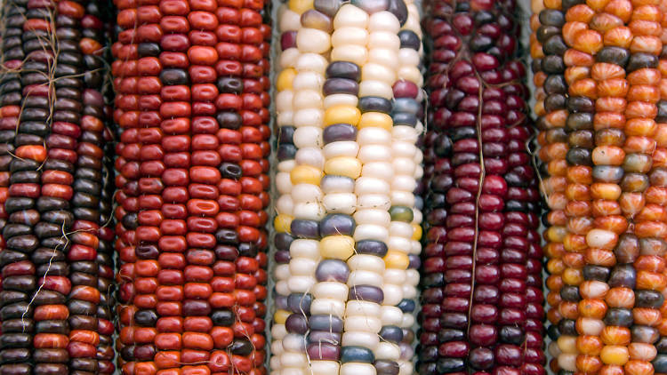 Más maíz por el país