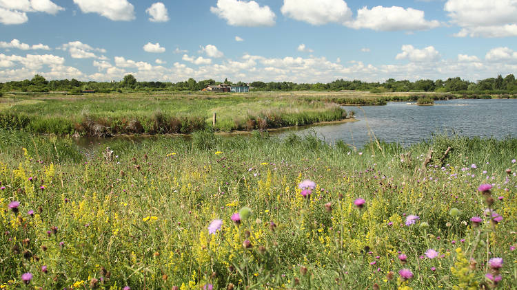 Get twitchy at London Wetland Centre