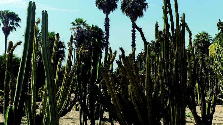 Jardins Mossèn Costa i Llobera