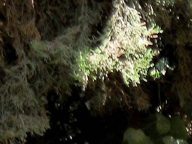 Just about anything with “secret” in its name Just about anything with “secret” in its name