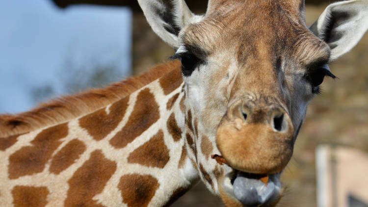 Giraffes in Regent’s Park