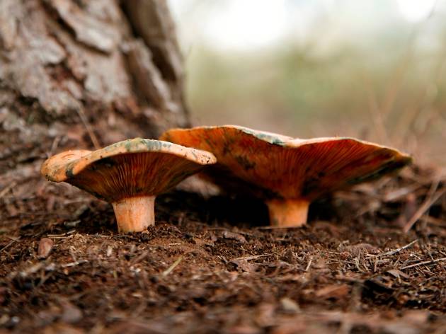 Rovellons Rovellons