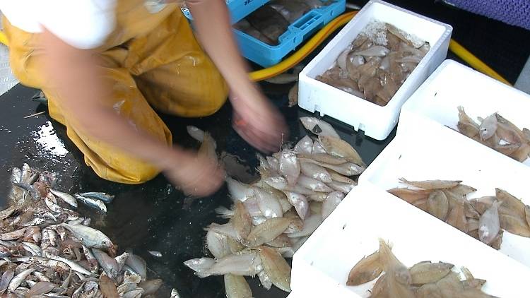 Tarde día 1: barcas y gaviotas