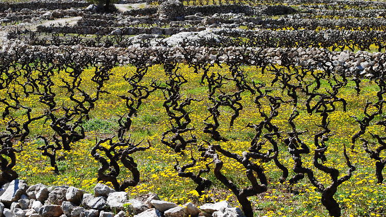 milos winery, wineries, Peljesac Peninsula, Korcula and Peljesac, croatia