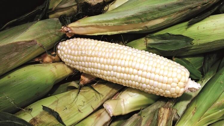 White corn