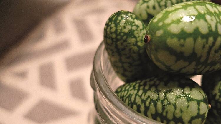 Mexican sour gherkins