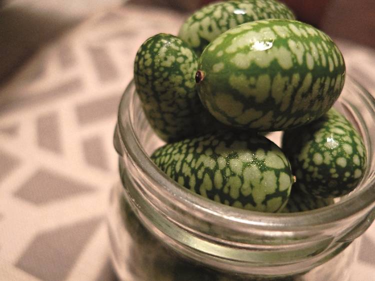 Mexican sour gherkins