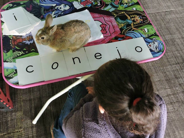 terapia con animales terapia con animales