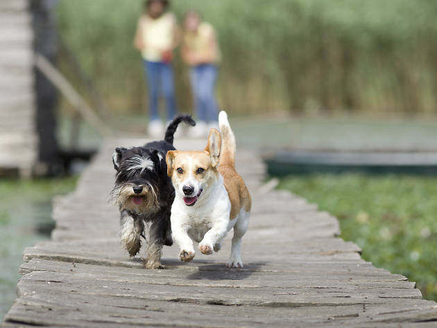 Perros. Dos perros corriendo.