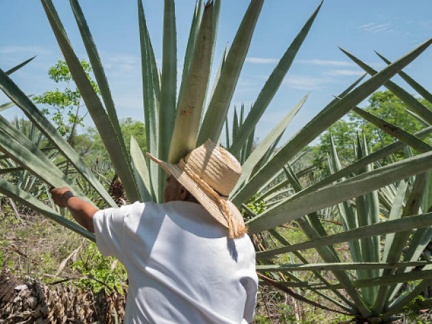 Feria del pulque y bebidas artesanales Foto: Istockphoto