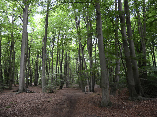 Rowing boats, rambling and roasts: it's the best bits of Leytonstone Epping Forest