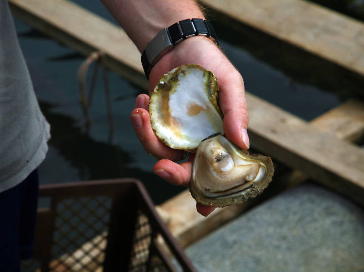 クロアチア最高級の海鮮を味わう。