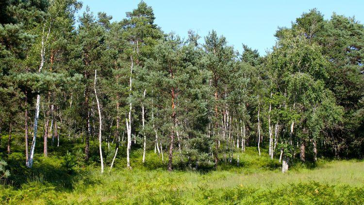 © CG / Forêt de Fontainebleau / Time Out Paris