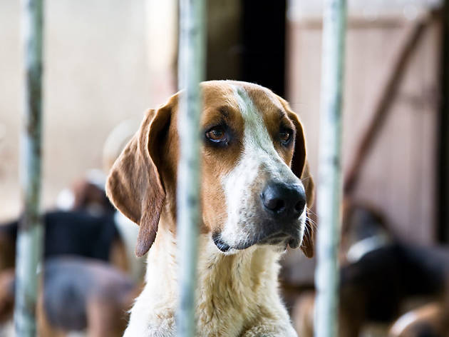 Centre d’Acollida d’Animals de Companyia de Barcelona (CAACB) Centre d’Acollida d’Animals de Companyia de Barcelona (CAACB)