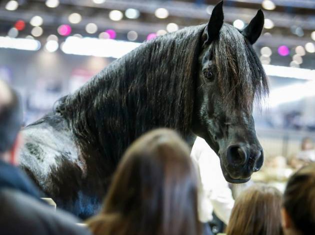 Le Salon Du Cheval De Paris November 26 December 6 2015 Parc