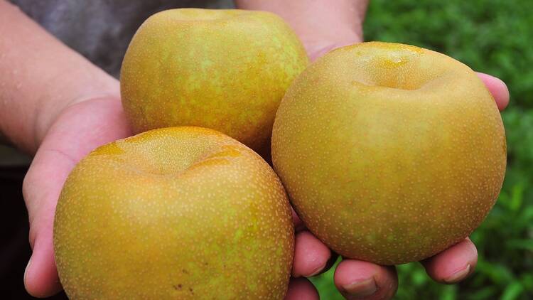 Pluck ripe pears straight from the tree