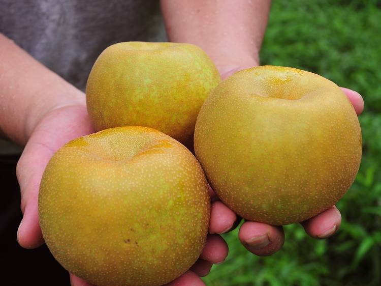 Pluck ripe pears straight from the tree