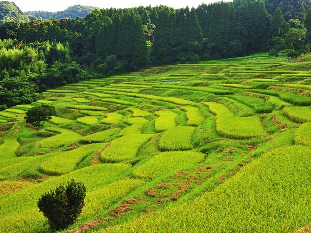 Oyama Senmaida rice paddies Oyama Senmaida rice paddies | Time Out Tokyo