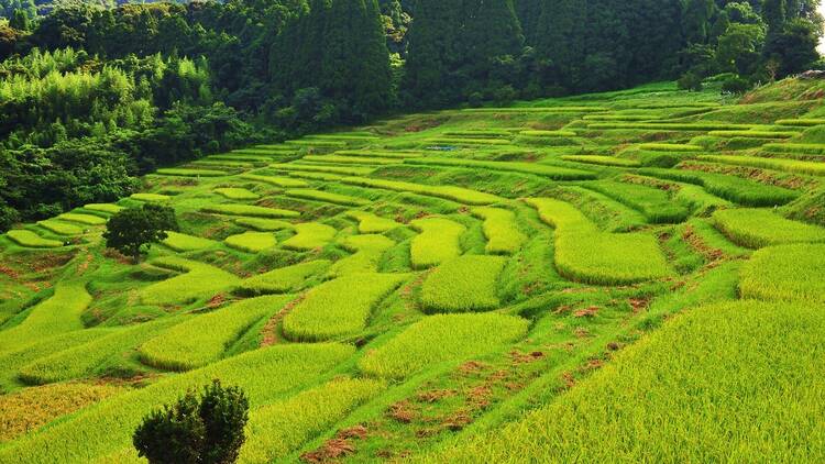 Watch the sun set over terraced rice paddies