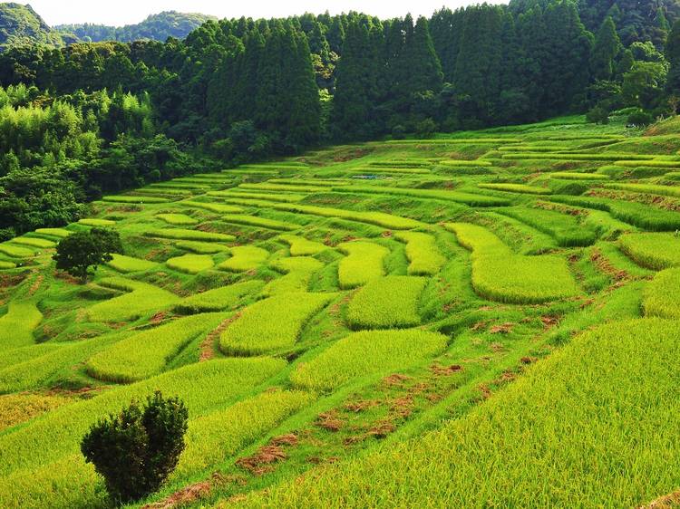 Watch the sun set over terraced rice paddies