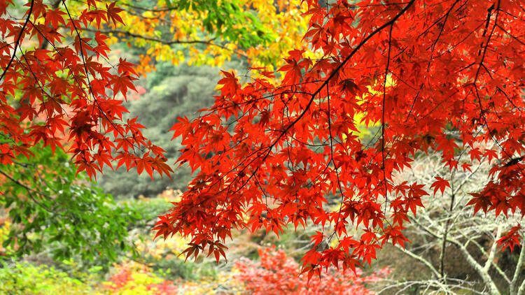 Marvel at the seasons' colours at Hondoji Temple