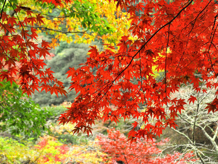 Marvel at the seasons' colours at Hondoji Temple