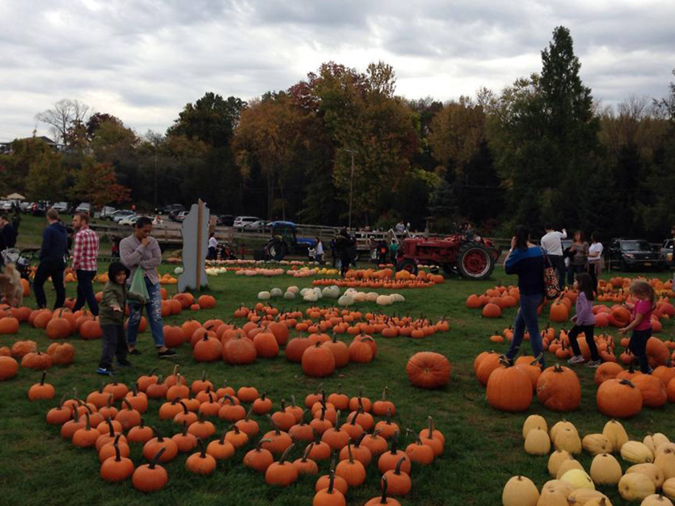 20 best spots for pumpkin picking in NYC
