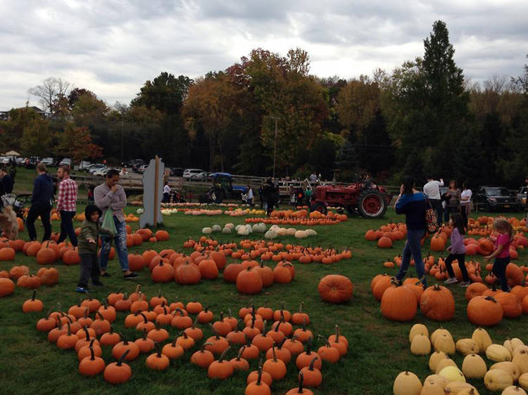 harvest moon farms pumpkin patch