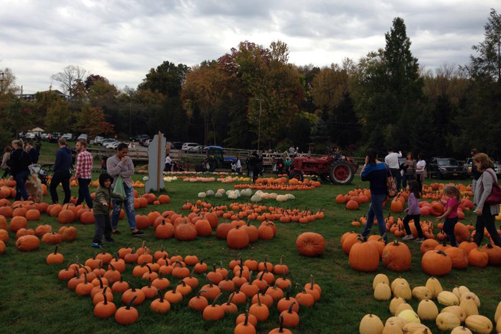 harvest moon farm