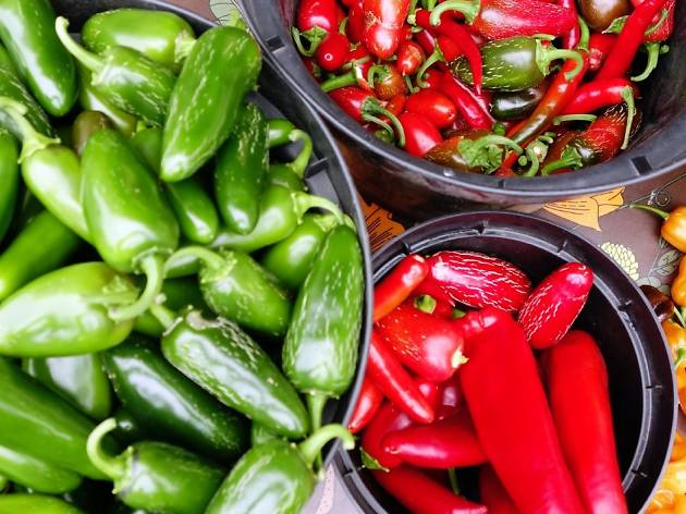 The Festival of Heat: London Chilli Festival The Festival of Heat: London Chilli Festival