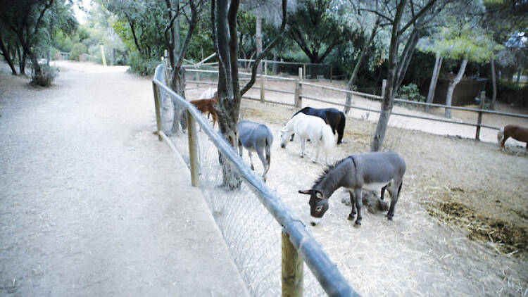 En poni pel parc de l'Oreneta