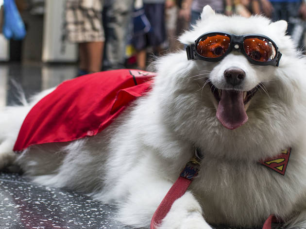 Pop culture fanatics showed off creative costumes at Wizard World Chicago Comic Con on August 22, 2015.