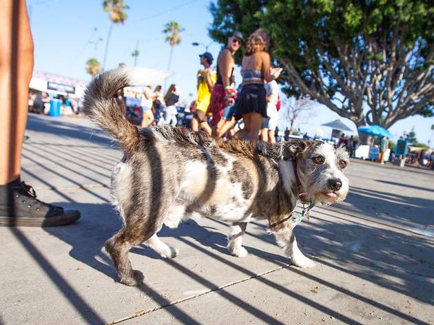 FYF 2015, day 1