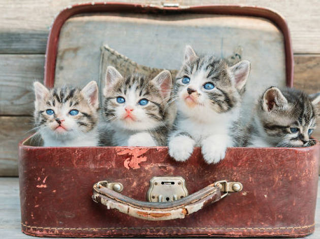 31 gatitos 31 gatitos