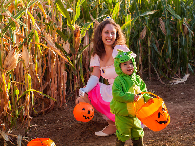 Cruise through a corn maze