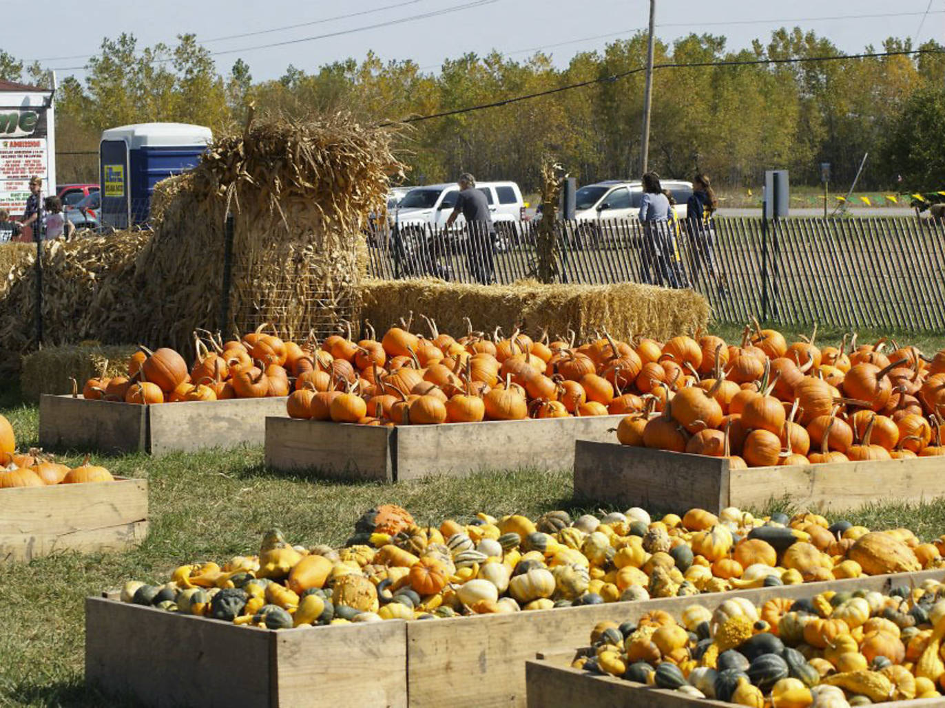 26 Pumpkin Patches Near Chicago to Visit in 2023