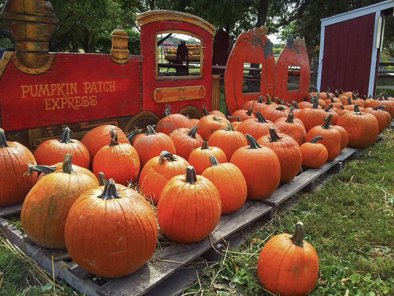 26 Pumpkin Patches Near Chicago to Visit in 2023