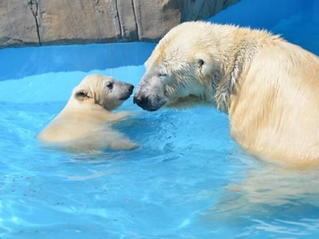 円山動物園 円山動物園