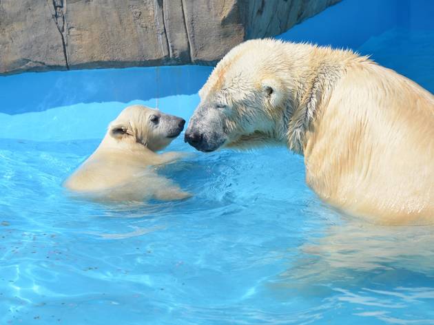 Maruyama Zoo, Sapporo Maruyama Zoo, Sapporo | Time Out Tokyo