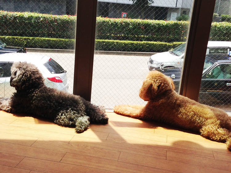 Best Animal And Pet Cafes In Tokyo